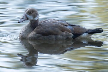 Baby egyptian goose swimming in the water