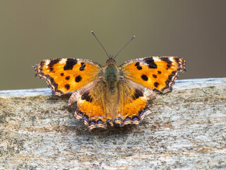 Large Tortoiseshell Butterfly Resting with its Wings Open