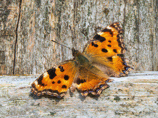 Large Tortoiseshell Butterfly Resting with its Wings Open