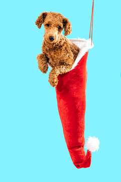 Adorable poodle puppy in a red Christmas stocking