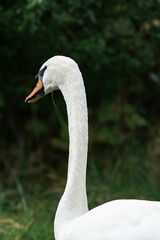 Swan male cob backfiew with grass in the beak