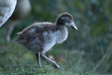 Baby egyptian goose walking on land