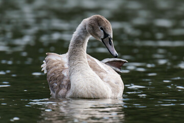 Swan cygnet swimming on the water