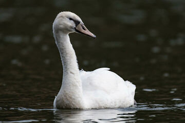 Fototapeta premium Swan female pen swimming in the water