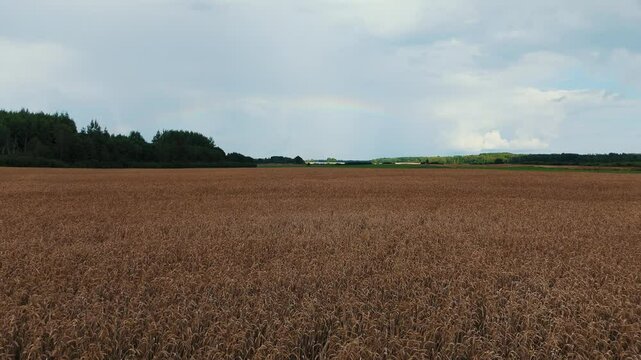 The Rainbow Over the Green Field After Storm With Rain, During Outumn, Aerial View Under Heavy Clouds Before Thunderstorm. Agriculture Landscape Many Crop Fields. Aerial 4k Shot