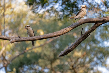 Two Kookaburras on a tree
