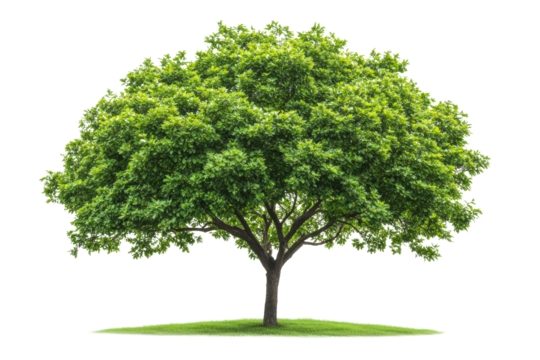 A large green tree stands alone. The tree is the main focus of the image,Isolated on transparent background