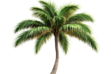 Tropical palm tree with long fronds ,Isolated on transparent background