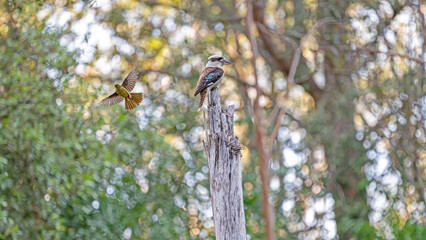 Bell minor against Kookaburra on a tree