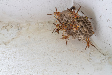 Closeup of guinea paper wasp building a nest