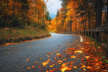Road with fallen leaves in beautiful forest in golden autumn
