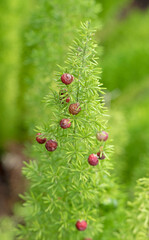 Obraz premium Red berries of the Asparagus fern, foxtail fern or plume fern (Asparagus densiflorus) in a garden