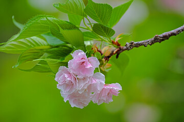 pink cherry blossoms