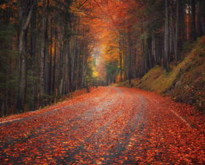 Fallen leaves covering a road in beautiful forest in autumn