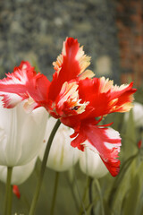 Colourful Flora in Bloom