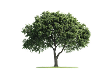 Obraz premium Tall pine tree with slender branches ,Isolated on transparent background