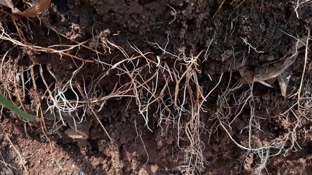 underground grassroots in the soil, grass with underground roots and soil