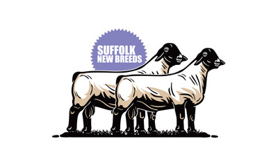 SUFFOLK SHEEP NEW BREED IN FARM POSTER, silhouette of great ram standing vector illustrations