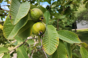 Fruits and leaves of the guava, lemon guava or apple guava (Psidium guajava) is a small tree in the myrtle family native to Mexico, Central America, the Caribbean and northern South America.