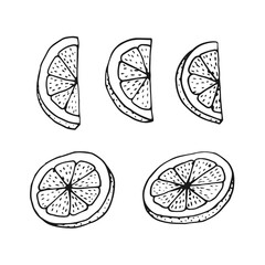 Lemon slices. Hand drawn vector illustration in outline style.