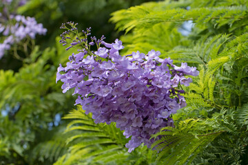 Blooming branches of jacaranda (Jacaranda mimosifolia) in Mediterranean nature in autumn © cilicia