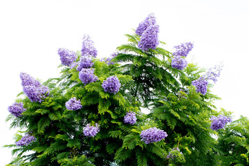 Blooming branches of jacaranda (Jacaranda mimosifolia) in Mediterranean nature in autumn