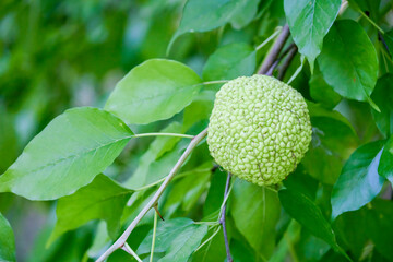 the fruit of the tree (Maclura pomifera)