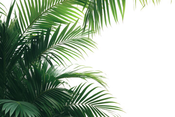 palm tree isolated on white background