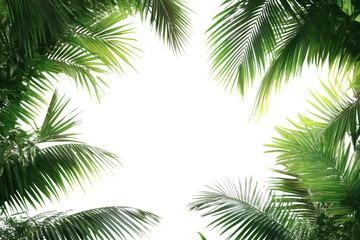 palm tree isolated on white background © Annamorphosis