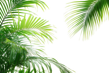 palm tree isolated on white background © Annamorphosis