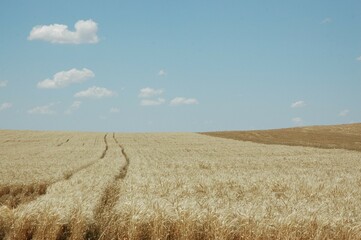 Wheat crops in northern Argentina