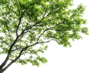 Fototapeta premium green leaves background