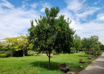 A well grown tree of the broad-leaf privet (Ligustrum lucidum) in Mediterranean region in autumn