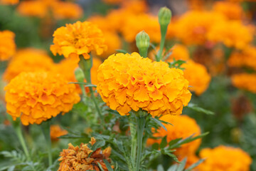 Mexican marigold (Tagetes erecta) in a city park in autumn