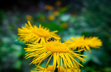 Yellow flowers blooming in the mountains in summer.
