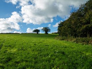 Trees in a Cornish Rural Landscape.
