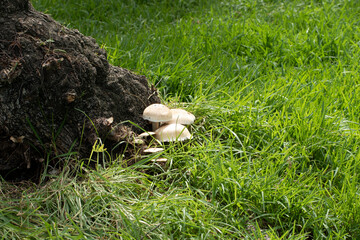 Mushrooms on the grass at the base of a black pepper tree in a park in the Mediterranean region in autumn