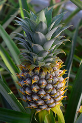 Fototapeta premium Close-up of beautiful pineapple in pineapple plantation Sao Miguel