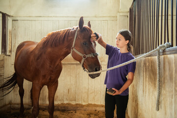 Teen girl in a purple shirt brushes a brown horse in a stable