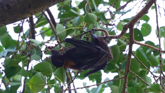 Little red flying-fox (pteropus scapulatus) clings on the tree branch amidst lush green foliage and foraging the fruits, close up shot.