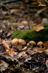 autumn background. mushrooms grow in forest, natural abstract fall background. fairytale magic nature image. Harvest season, mushrooms picking concept