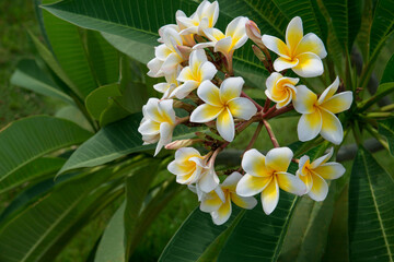 White frangipani plumeria flowers on green background. Copyspace. Selective focus.