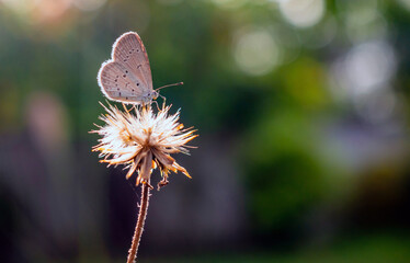 Close-up of butterfly on a flower in the natural light on a beautiful morning. macro butterfly