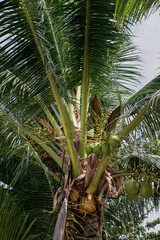 Young green coconut on a palm tree. Coconut plantation, cultivation of coconuts.