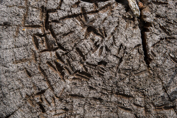 Texture big tree background of big tropical tree. Close-up