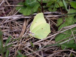 Brimstone Butterfly Resting on The Ground