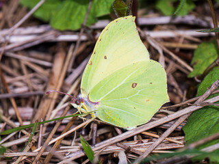 Brimstone Butterfly Resting on The Ground