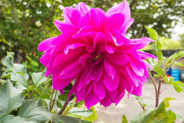 Obraz premium Vibrant Dahlias Blooming in a Colorful Garden
