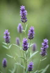 Obraz premium A delicate purple lavender with green leaves against a blurred green background