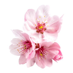 Naklejka premium Beautiful sakura flowers isolated on white.